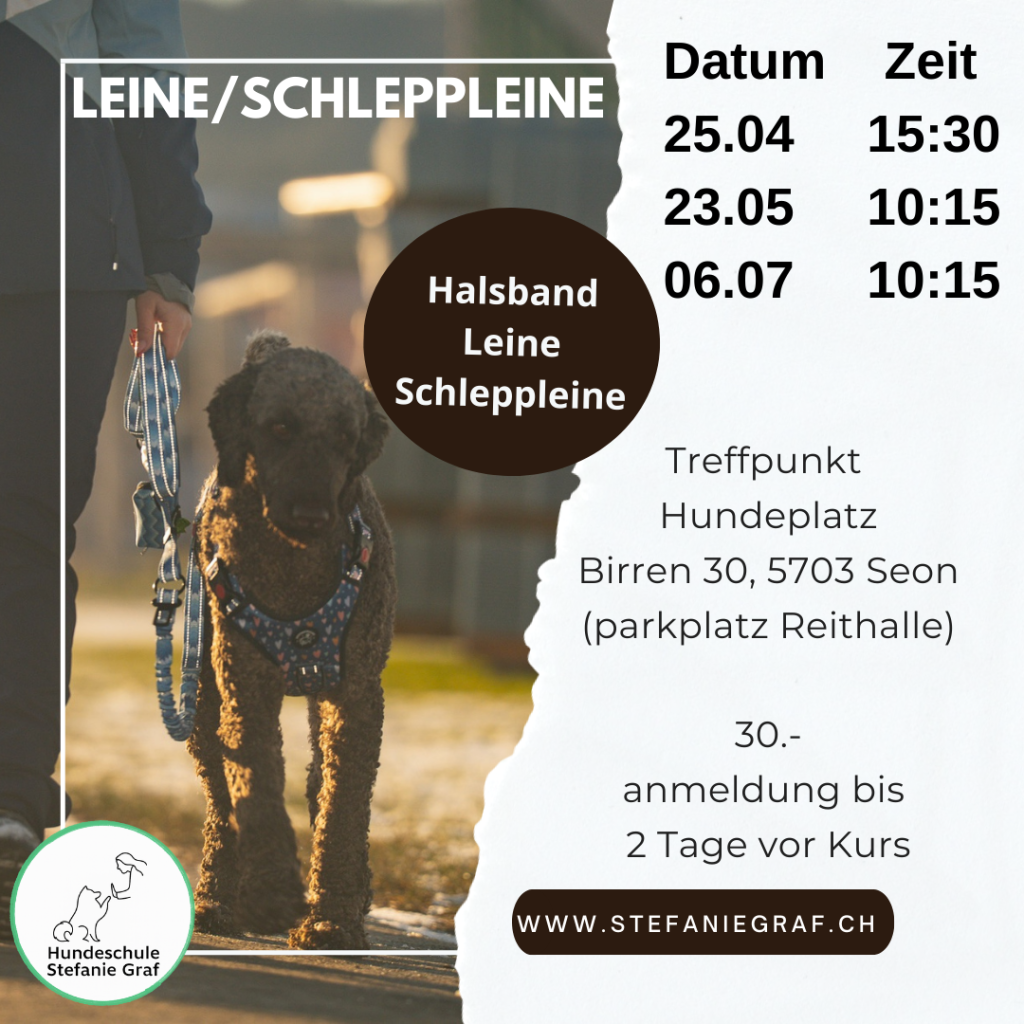 Kopie-von-Kopie-von-Hundebegegnug