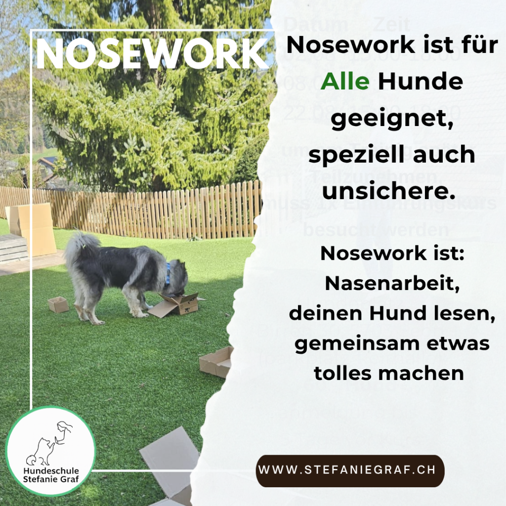 Kopie-von-Nosework-Einfuehrung-kurs