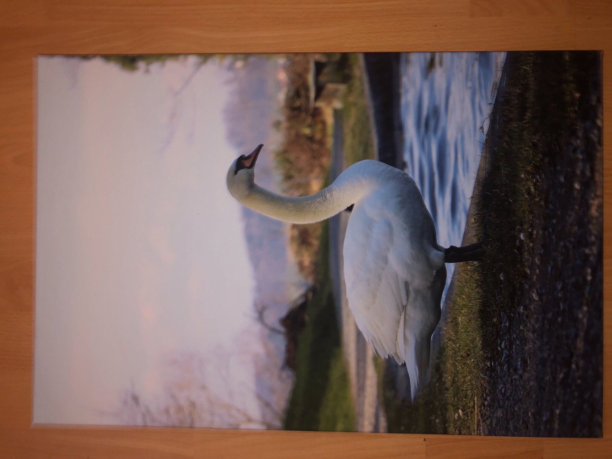 schwan_markt schwan_markt